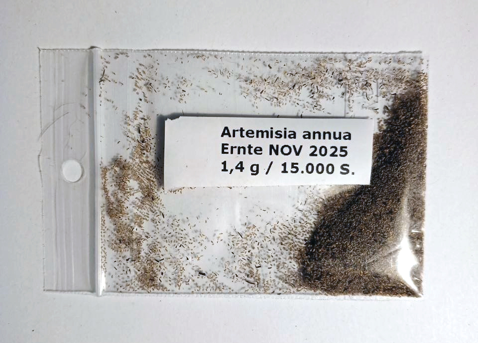 Artemisia annua Samen 1,0 Gramm